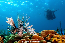 We were finishing our dive; as we turned to swim to our e... by Ken Schneider 